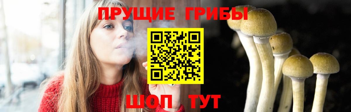 Губкин  где продают наркотики  Вход с VPN  Псилоцибиновые грибы Cubensis 